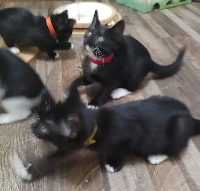 Drypoint & Woodblock